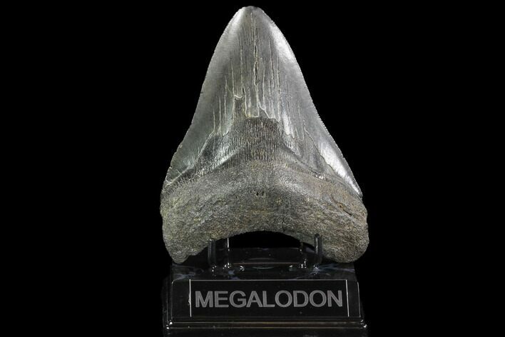 Fossil Megalodon Tooth - South Carolina #95302